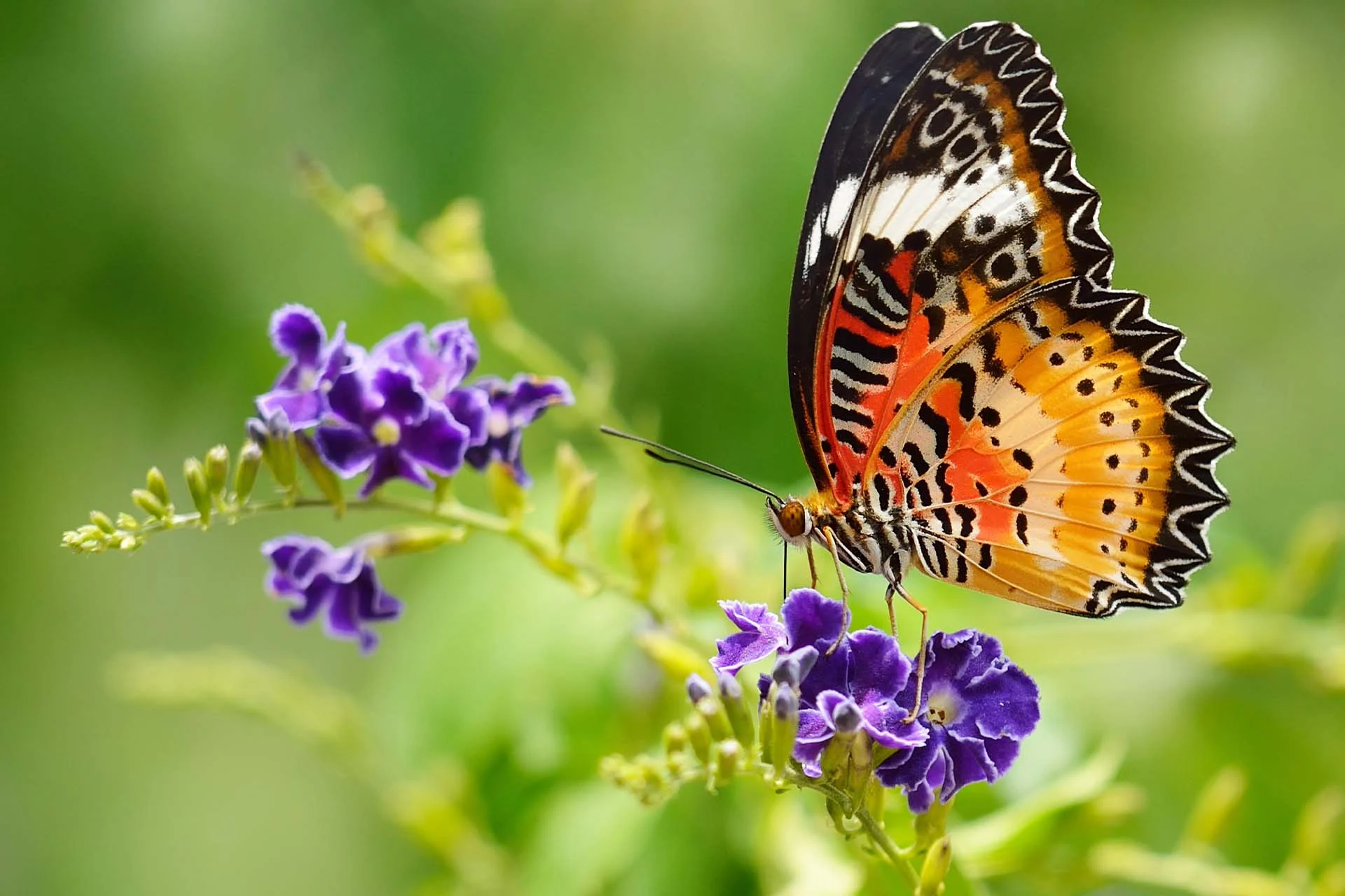The image features a close-up of a vibrant butterfly perched on a cluster of small purple flowers. The butterfly's wings are a striking combination of black, white, and orange patterns, including scalloped edges and eye-like spots. The orange sections of the wings have a gradient that adds depth to their appearance. The flowers are a rich violet color, with small yellow centers, and are surrounded by buds on a green stem. The background is a soft blur of green and yellow, emphasizing the butterfly and flowers as the focal points.