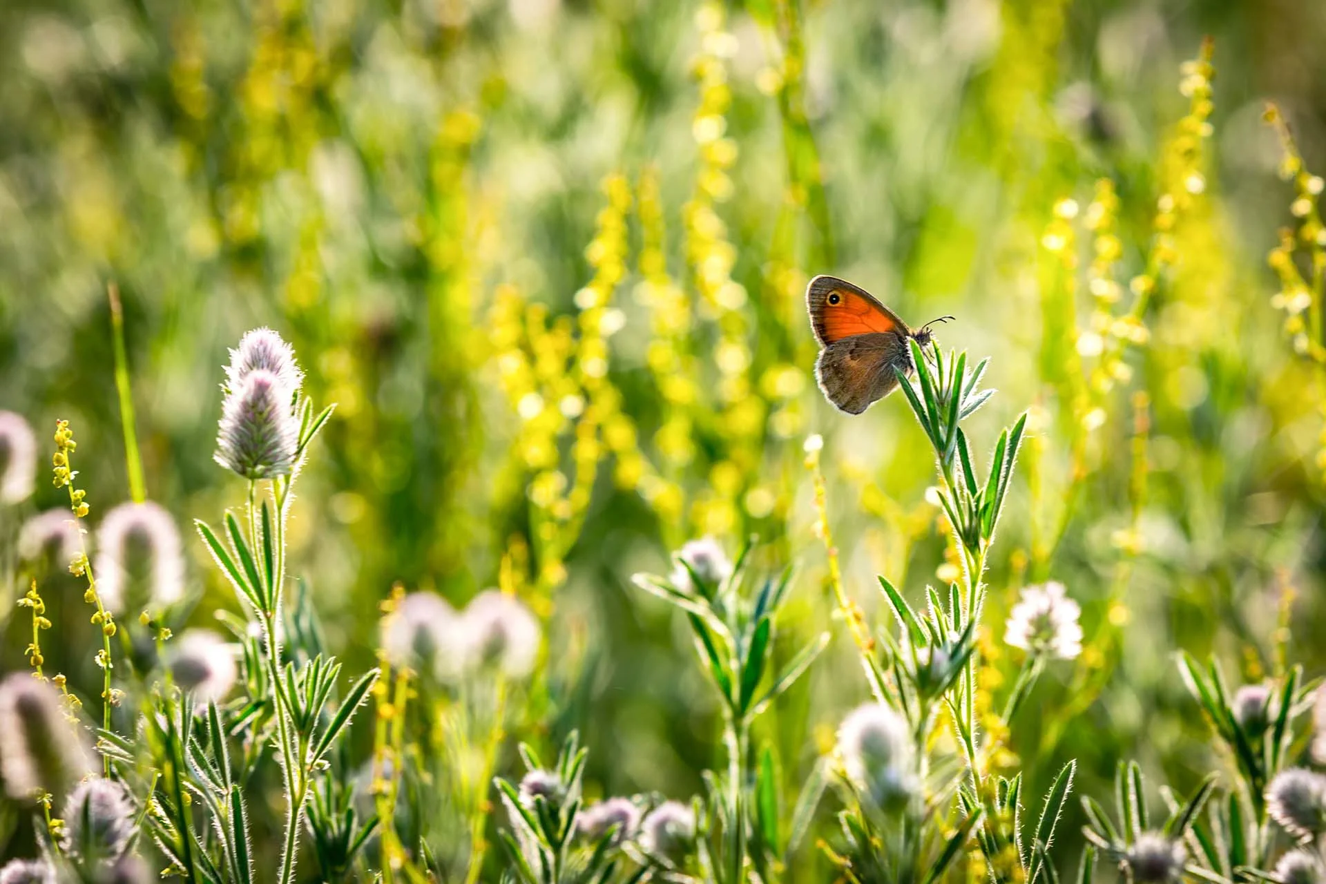 The image features a butterfly perched on the tip of a green plant in a natural setting. The butterfly has orange and brown wings with a distinct eyespot on the top wing. Surrounding the butterfly are several plants and wildflowers, predominantly green with hints of purple from small flower clusters. The background is filled with tall, blurred greenery and yellow flowers that create a soft, warm bokeh effect, highlighting the butterfly as the focal point of the image.
