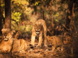 The image depicts a family of lions in a forest setting. At the center is an adult lioness standing with a focused gaze, her coat blending seamlessly with the dry, brown leaves that cover the forest floor. To the left, a lioness is lying down, partially in shadow, her expression calm and composed. Two lion cubs are visible on the right, both standing and appearing playful. The background reveals blurred trees with patches of sunlight filtering through, casting a warm, golden hue over the scene.