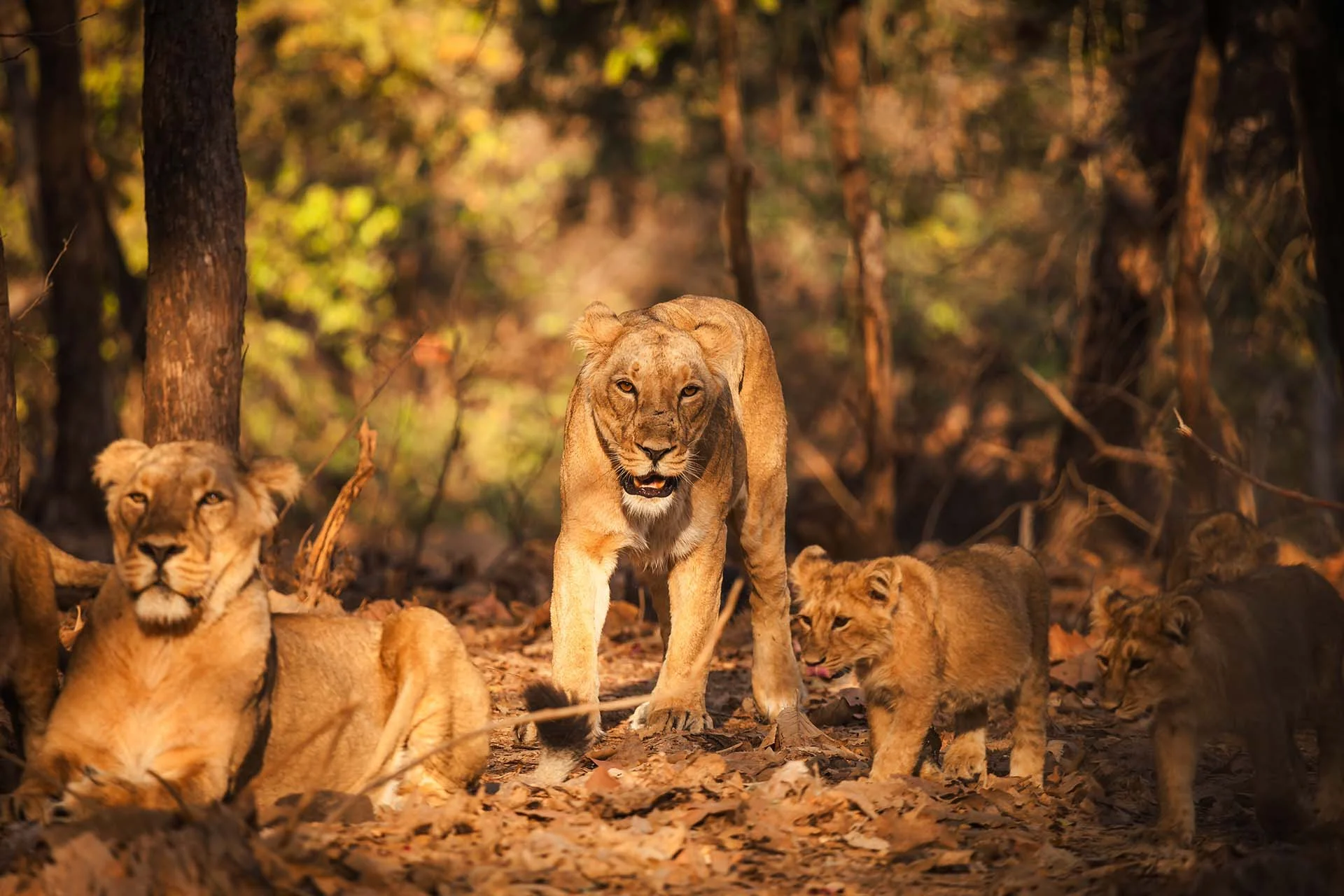 The image depicts a family of lions in a forest setting. At the center is an adult lioness standing with a focused gaze, her coat blending seamlessly with the dry, brown leaves that cover the forest floor. To the left, a lioness is lying down, partially in shadow, her expression calm and composed. Two lion cubs are visible on the right, both standing and appearing playful. The background reveals blurred trees with patches of sunlight filtering through, casting a warm, golden hue over the scene.