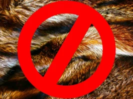 The image features a detailed view of animal fur with a mix of brown and golden hues, showcasing varying lengths and textures of the fur. Overlaying the fur is a bold red prohibition symbol, which consists of a circle with a diagonal line striking through it. The symbol occupies a prominent position in the foreground, clearly contrasting with the textured and multicolored fur background.