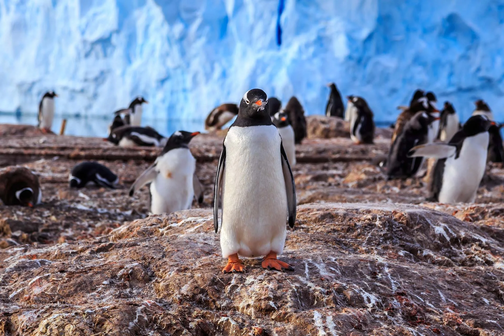 The image shows a group of penguins on rocky terrain in an Antarctic environment. In the foreground, a single penguin stands upright, facing the camera with its flippers hanging by its sides. Its body is covered with smooth, white feathers on the front and darker feathers on the back. The penguin stands on a rough, brown rock surface, streaked with white lines, which might be guano. In the background, several other penguins are visible, some walking and some resting, along with an expanse of ice forming a towering bluish backdrop, indicating the presence of a glacier or ice wall.
