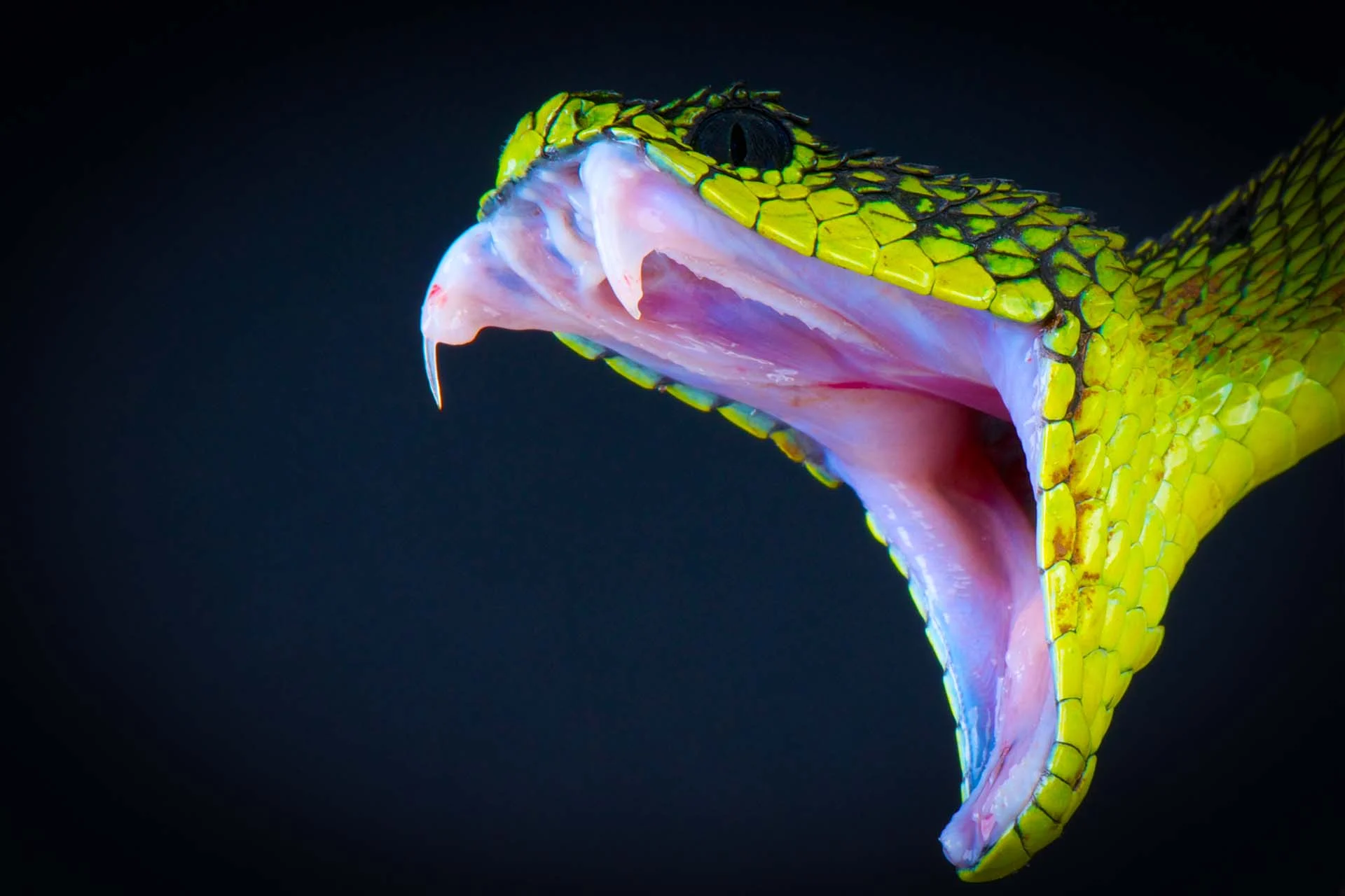 The image shows a close-up view of a snake with its mouth wide open, displaying its sharp fangs. The snake's scales are bright yellow and textured, with hints of green. Its mouth interior is a vivid pink, highlighting the contrast with its exterior. The fangs are prominent, glistening against the dark background that enhances the vivid colors of the snake. The eye, dark and glossy, is positioned above the open mouth, adding to the dramatic effect.