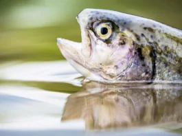 The image depicts the head of a fish, partially submerged in water. The focus is on the fish's eye, which is prominent and round with a striking contrast of dark pupil and lighter iris. The skin of the fish features patterns of dots and speckles in shades of brown and green. The fish's mouth is slightly open, and its scales are visible, reflecting a subtle iridescence. The water around the fish is smooth, with gentle ripples, and shows a reflection of the fish's head. The background is a blurred mix of green and white, suggesting a natural outdoor setting.