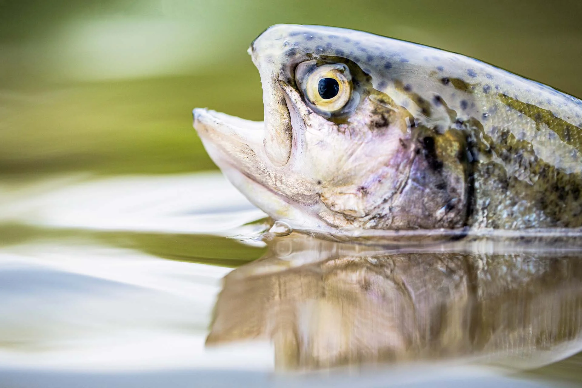The image depicts the head of a fish, partially submerged in water. The focus is on the fish's eye, which is prominent and round with a striking contrast of dark pupil and lighter iris. The skin of the fish features patterns of dots and speckles in shades of brown and green. The fish's mouth is slightly open, and its scales are visible, reflecting a subtle iridescence. The water around the fish is smooth, with gentle ripples, and shows a reflection of the fish's head. The background is a blurred mix of green and white, suggesting a natural outdoor setting.